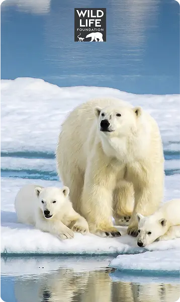 Stand with polar bears in the Arctic