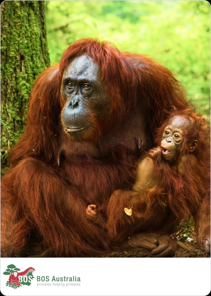 Help release orangutans back into the Bornean rainforest