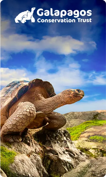 Help protect giant tortoises in the Galápagos