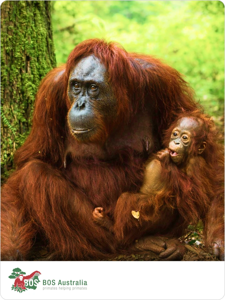 Help release orangutans back into the Bornean rainforest