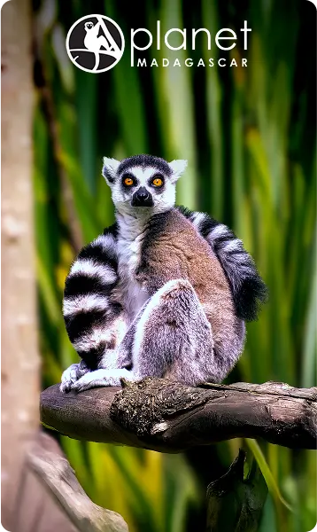 Keep Madagascar’s lemurs wild
