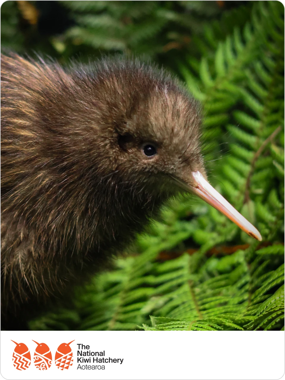 Give kiwi a fighting chance in New Zealand