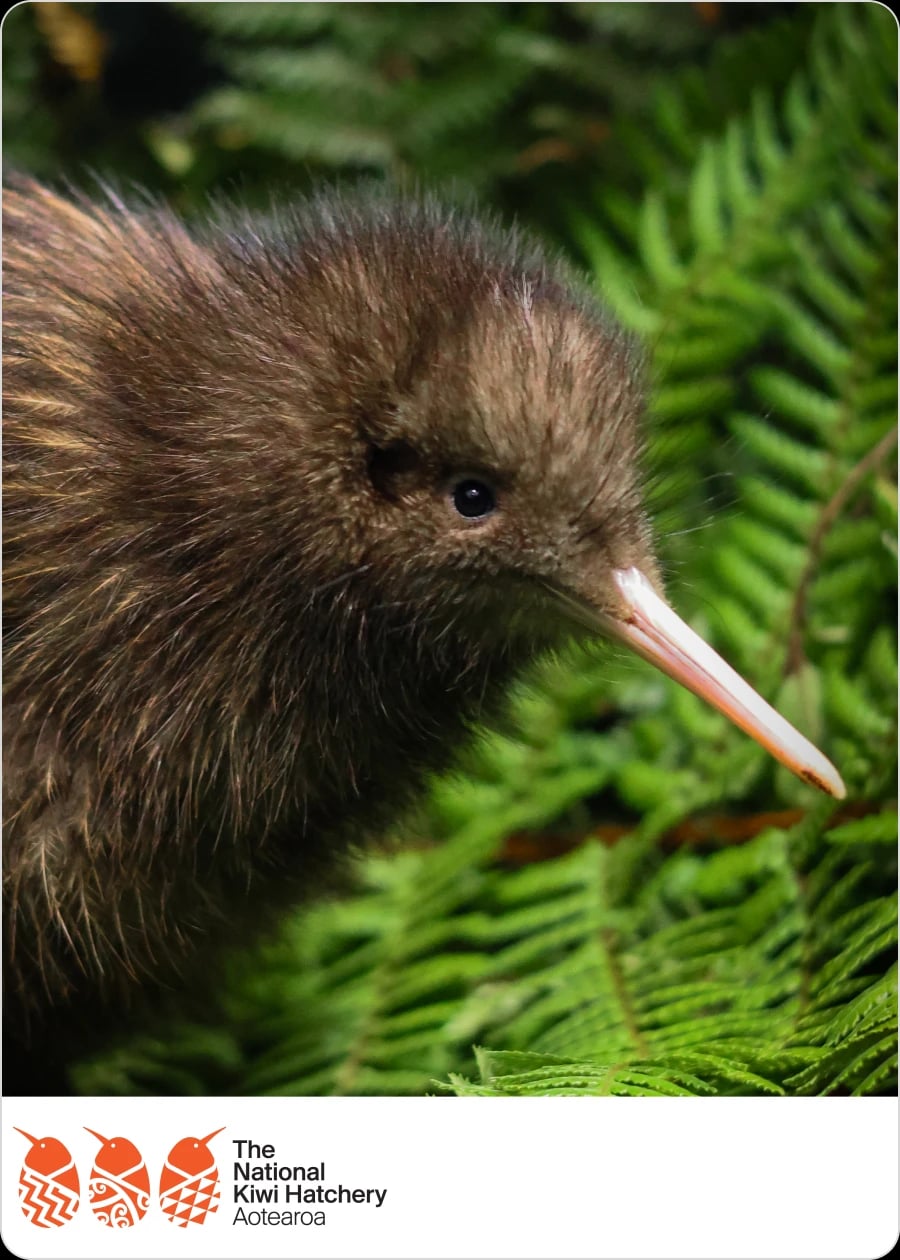 Give kiwi a fighting chance in New Zealand