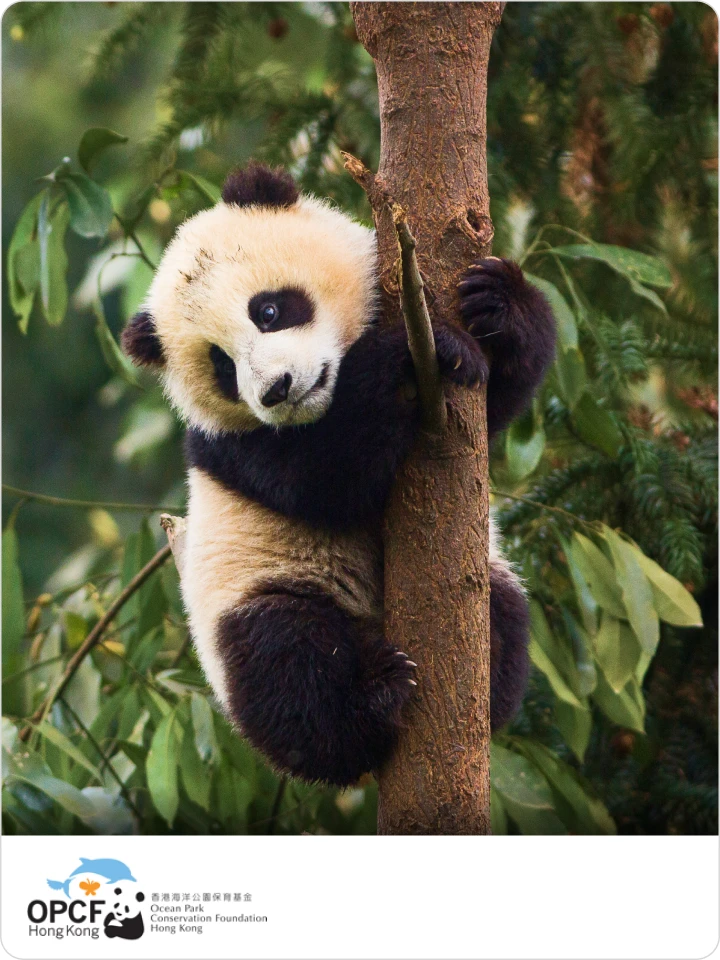 Protect China’s giant pandas & their bamboo forests