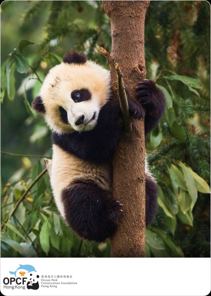 Protect China’s giant pandas & their bamboo forests
